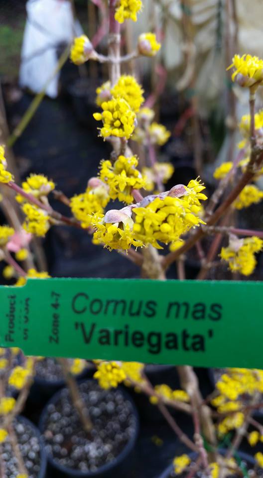 cornus mas variegata Cornus mass 'variegata' Dogwood – Bleuwood Nursery