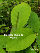 Magnolia Sieboldii-Oyama