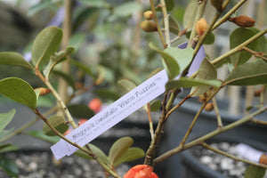 Magnolia laevifolia 'Warm Fuzzies' Evergreen