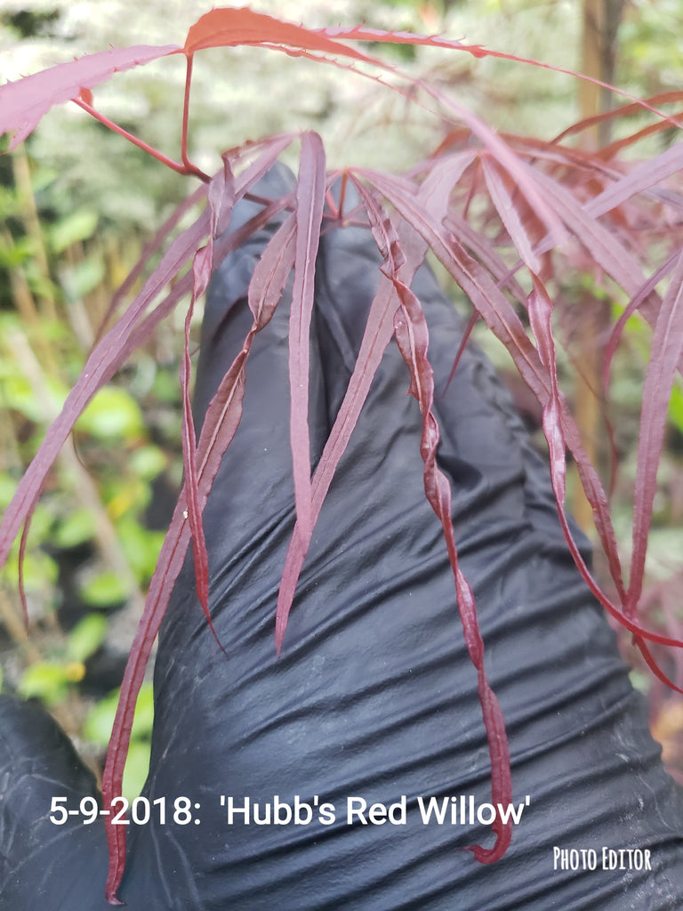 Acer Palmatum 'Hubbs Red Willow' Japanese Maples Bleuwood Nursery