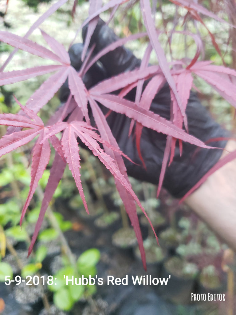 Acer Palmatum 'Hubbs Red Willow' Japanese Maples Bleuwood Nursery