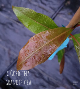 X Gordlinia grandiflora- 'X Gordlinia' grandiflora Tree in Other Varieties