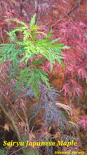Acer Palmatum 'Seiryu' Japanese Maples
