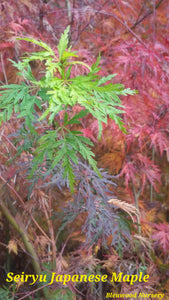 Acer Palmatum 'Seiryu' Japanese Maples