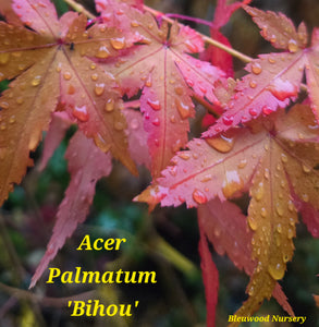 Acer Palmatum 'Bihou' Japanese Maple