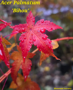 Acer Palmatum 'Bihou' Japanese Maple