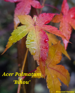 Acer Palmatum 'Bihou' Japanese Maple