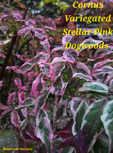 Cornus Variegated 'Stellar Pink' Dogwood