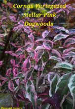 Cornus Variegated 'Stellar Pink' Dogwood