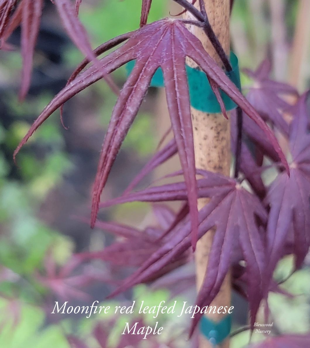 'Moonfire' Japanese Maple
