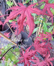 Acer Palmatum 'Purple Ghost'  Japanese Maples