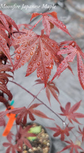 'Moonfire' Japanese Maple