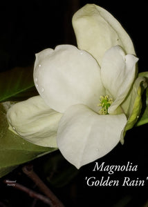Magnolia 'Golden Rain'