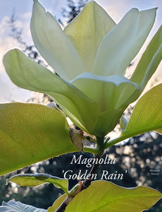 Magnolia 'Golden Rain'