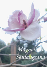 Magnolia x soulangiana