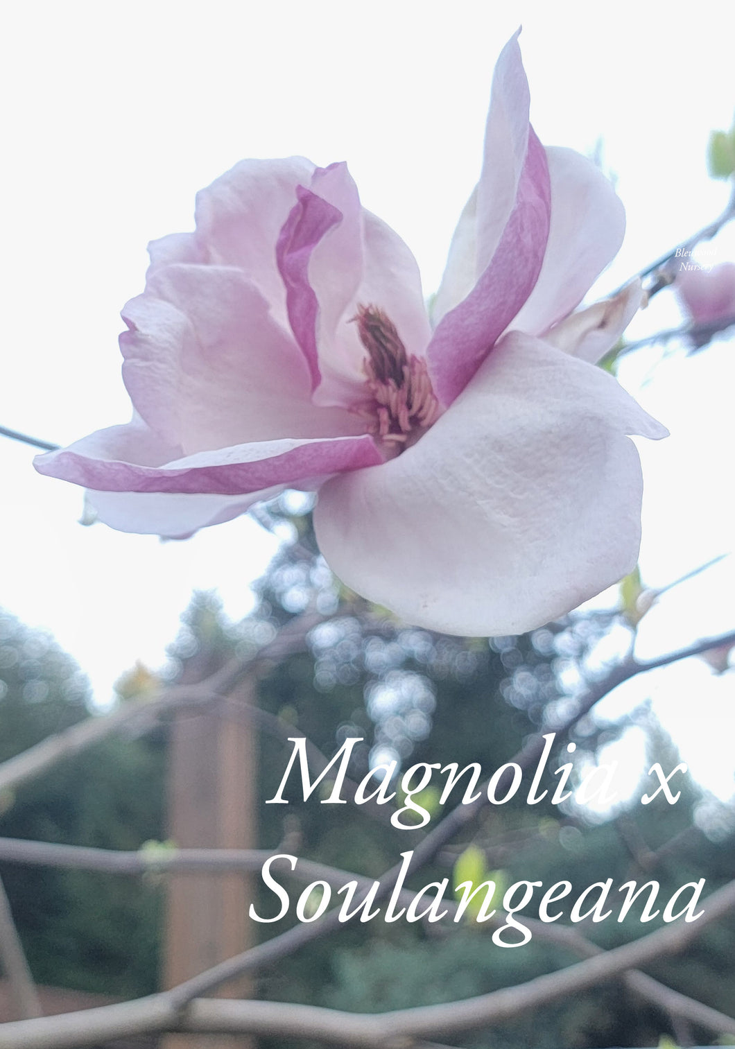 Magnolia x soulangiana