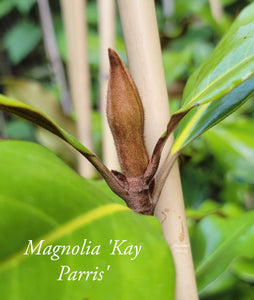 Magnolia 'Kay Parris'