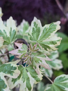 Acer campestre 'Carnival' Japanese Maples