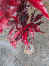 Acer Palmatum 'Twombly's RedSentinel'