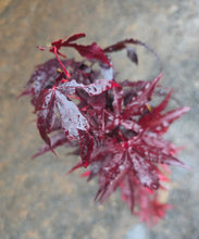 Acer Palmatum 'Twombly's RedSentinel'