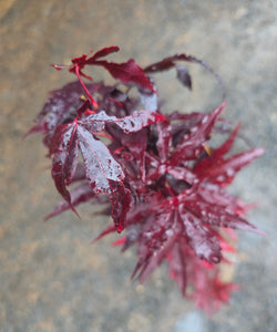 Acer Palmatum 'Twombly's RedSentinel'