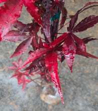 Acer Palmatum 'Twombly's RedSentinel'