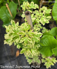 Acer campestre 'Carnival' Japanese Maples