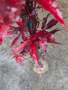 Acer Palmatum 'Twombly's RedSentinel'
