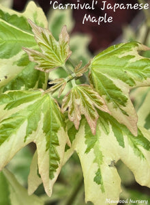Acer campestre 'Carnival' Japanese Maples