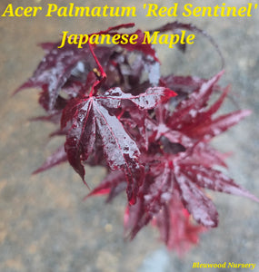 Acer Palmatum 'Twombly's RedSentinel'