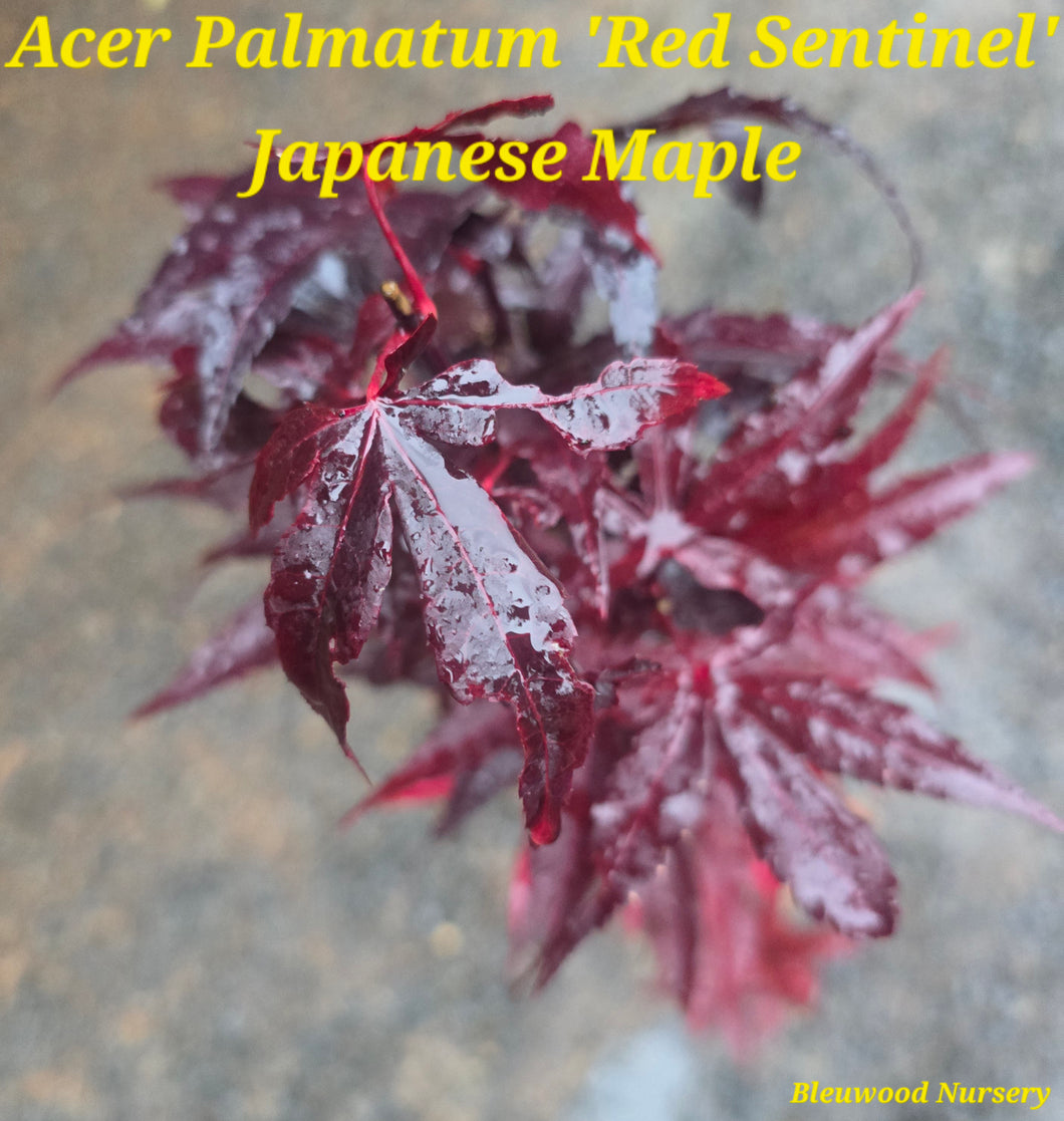 Acer Palmatum 'Twombly's RedSentinel'