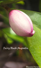 Fairy Blush Evergreen Bush Magnolia