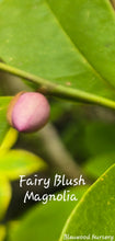 Fairy Blush Evergreen Bush Magnolia