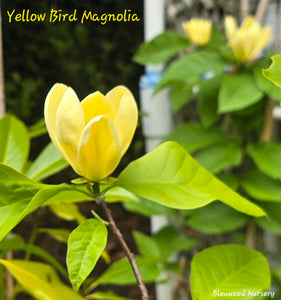 Magnolia 'Yellow Bird'