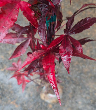 Acer Palmatum 'Twombly's RedSentinel'