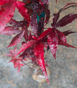 Acer Palmatum 'Twombly's RedSentinel'