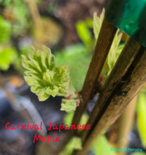 Acer campestre 'Carnival' Japanese Maples