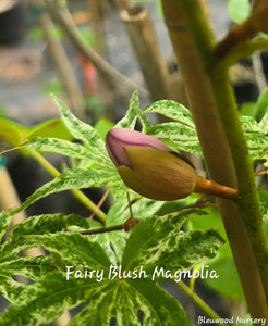Fairy Blush Evergreen Bush Magnolia