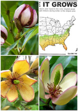 Magnolia Figo 'Port of Wine' Banana Shrub