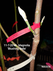 Magnolia 'Blushing Belle'