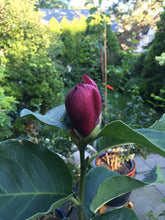 Magnolia 'Genie'