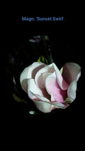 Magnolia 'Sunset Swirl'