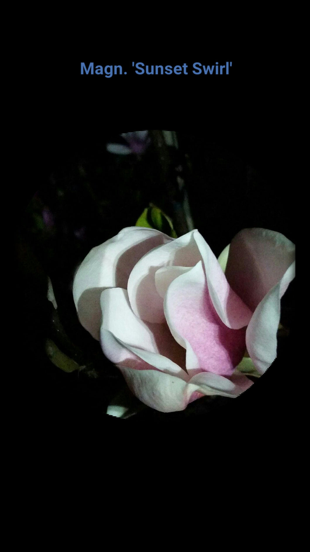 Magnolia 'Sunset Swirl'