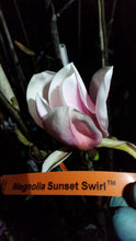 Magnolia 'Sunset Swirl'