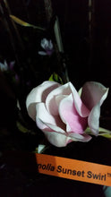 Magnolia 'Sunset Swirl'