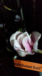 Magnolia 'Sunset Swirl'