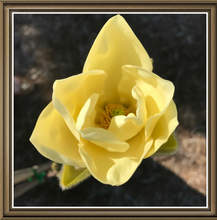 Magnolia 'Elizabeth'