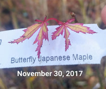 Acer Palmatum 'Butterfly' Japanese Maples