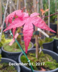 Acer Palmatum 'Shin de Shojo' Japanese Maples
