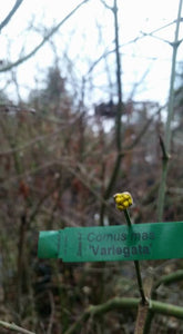 Cornus mass 'variegata' Dogwood